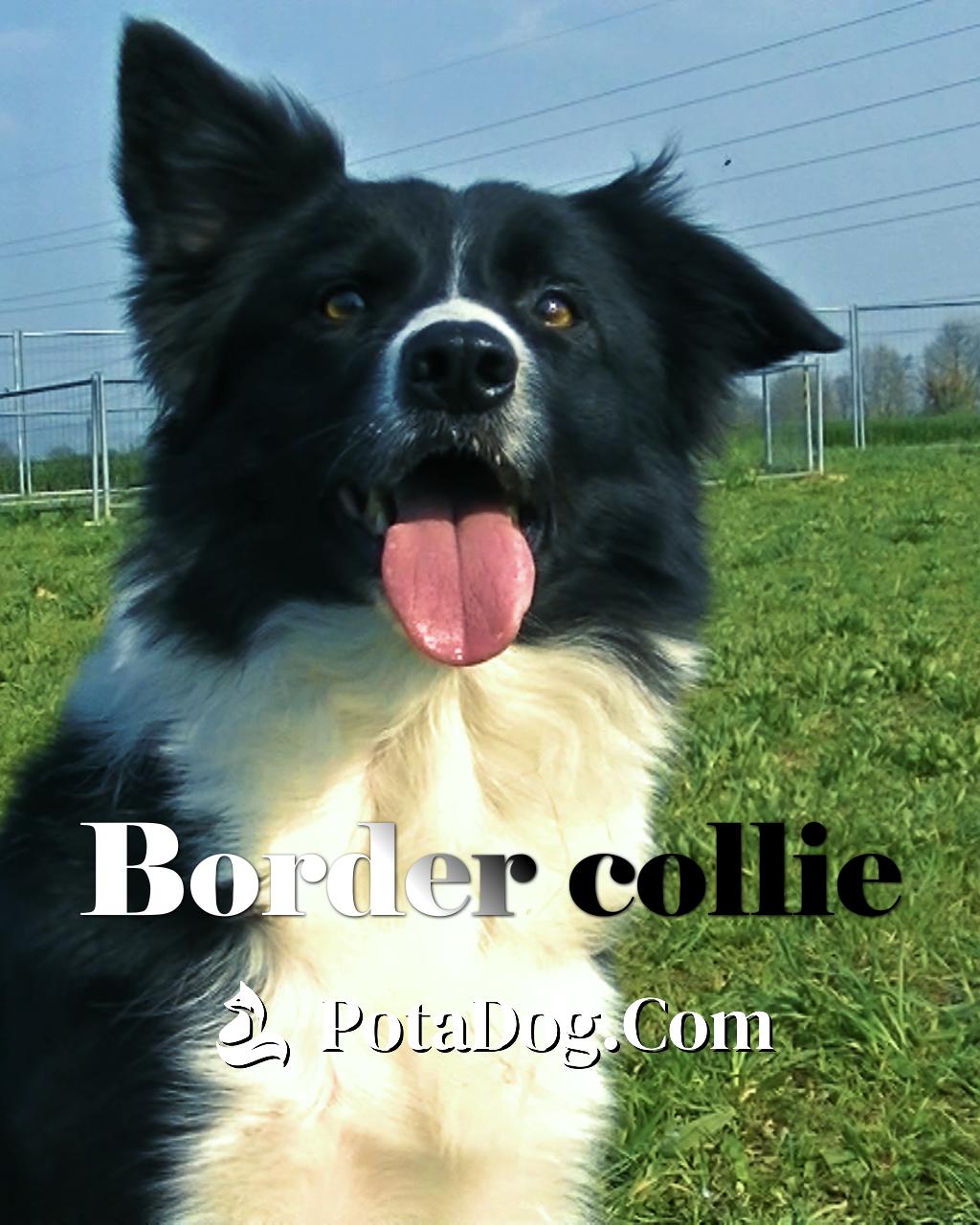 Il Border collie