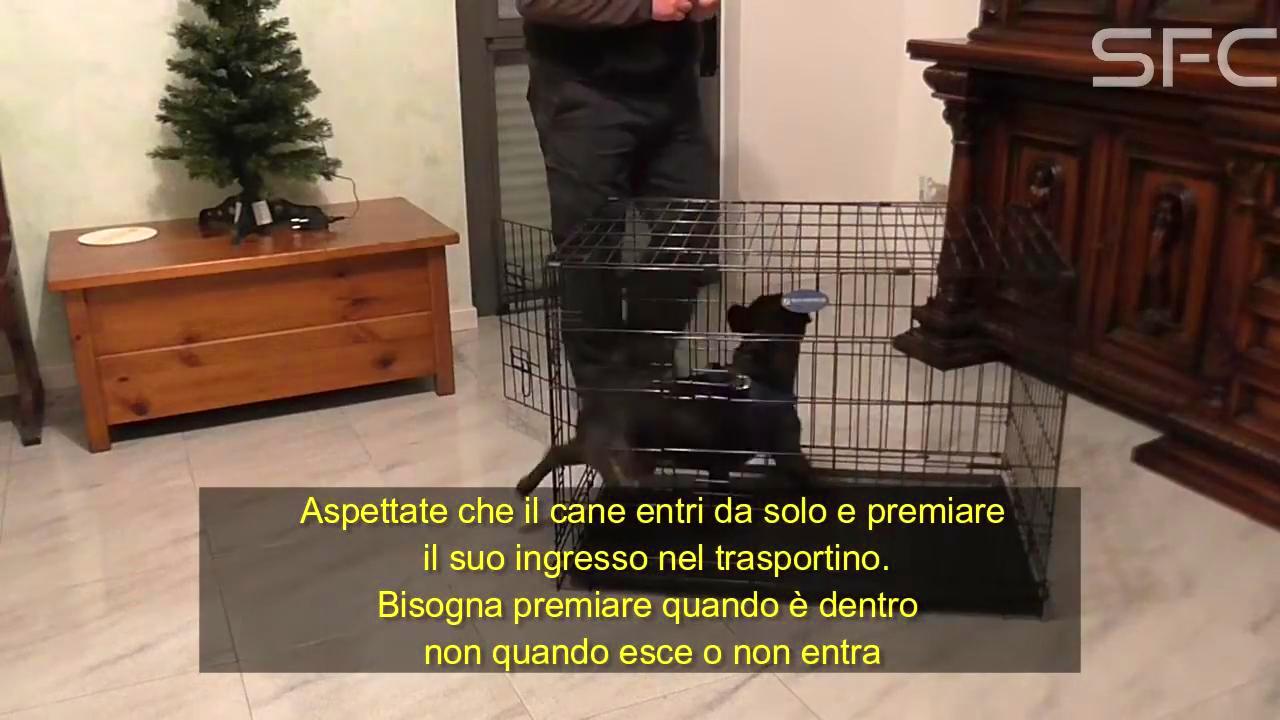 Come insegnare al cane l’uso del kennel