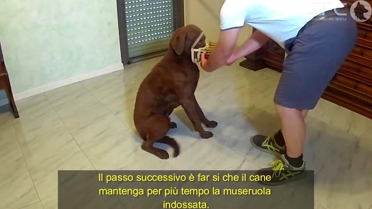 Addestrare il cane alla museruola