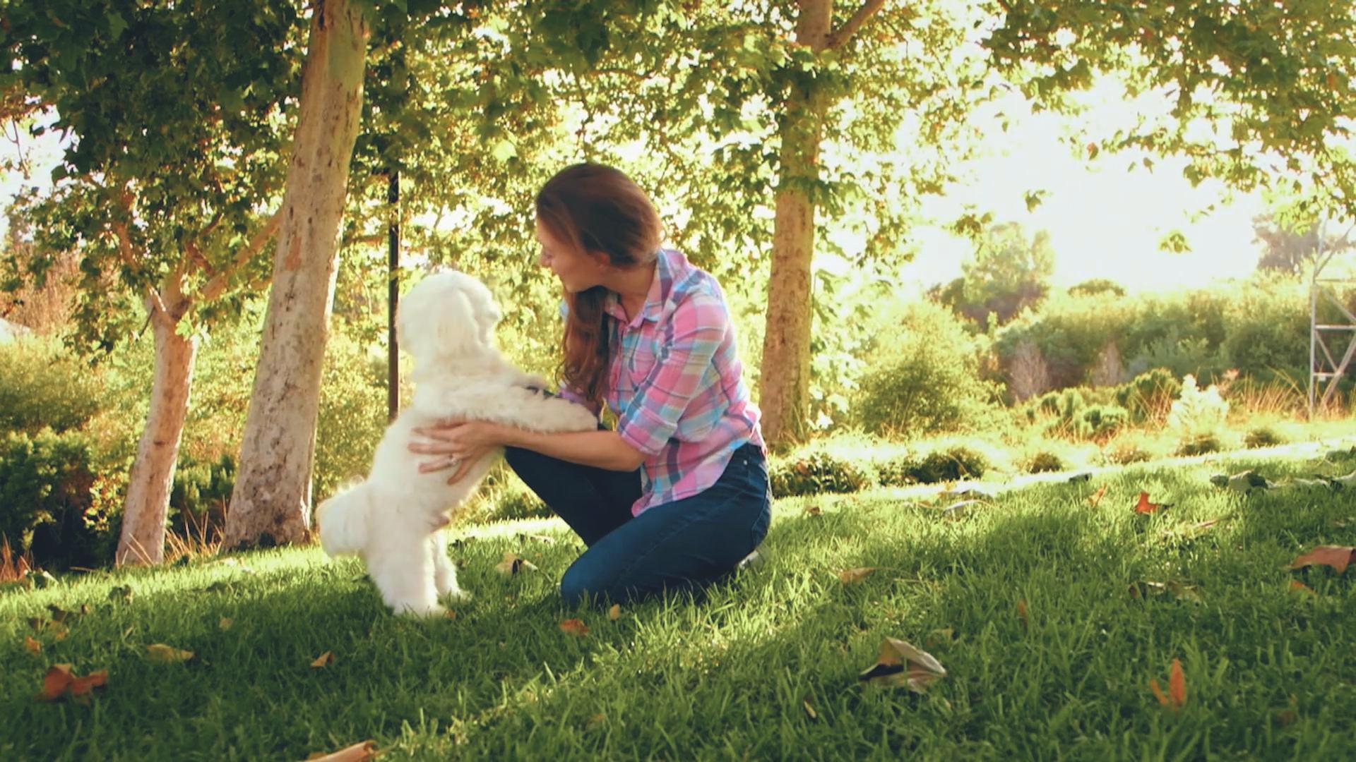 Il cane salta addosso alle persone