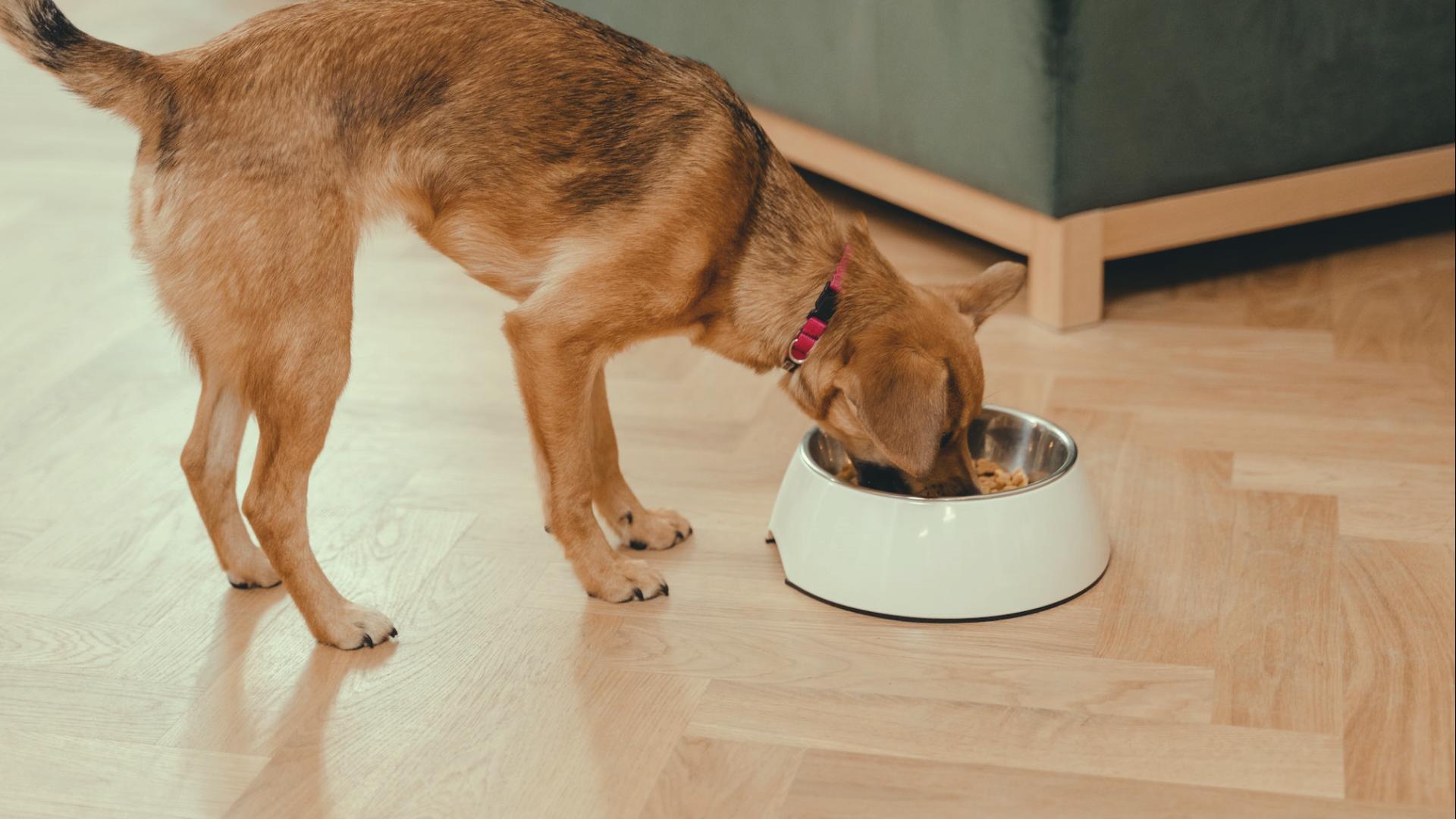 Quante volte al giorno deve mangiare il cane