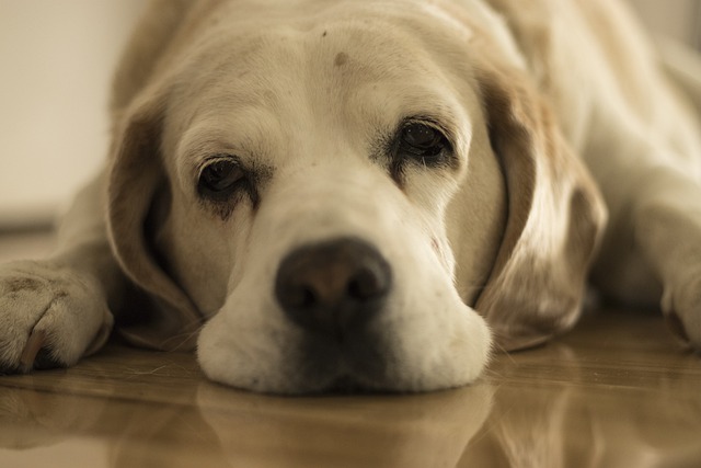 La noia del cane