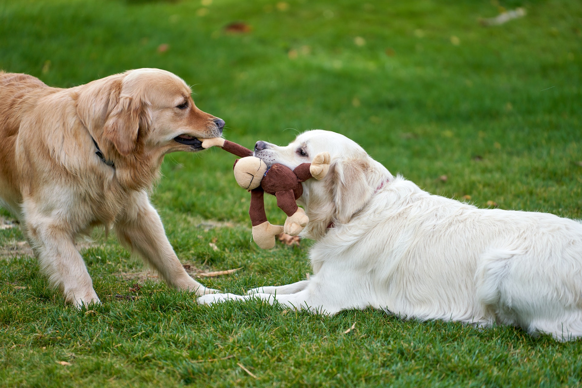 Il gioco per il cane