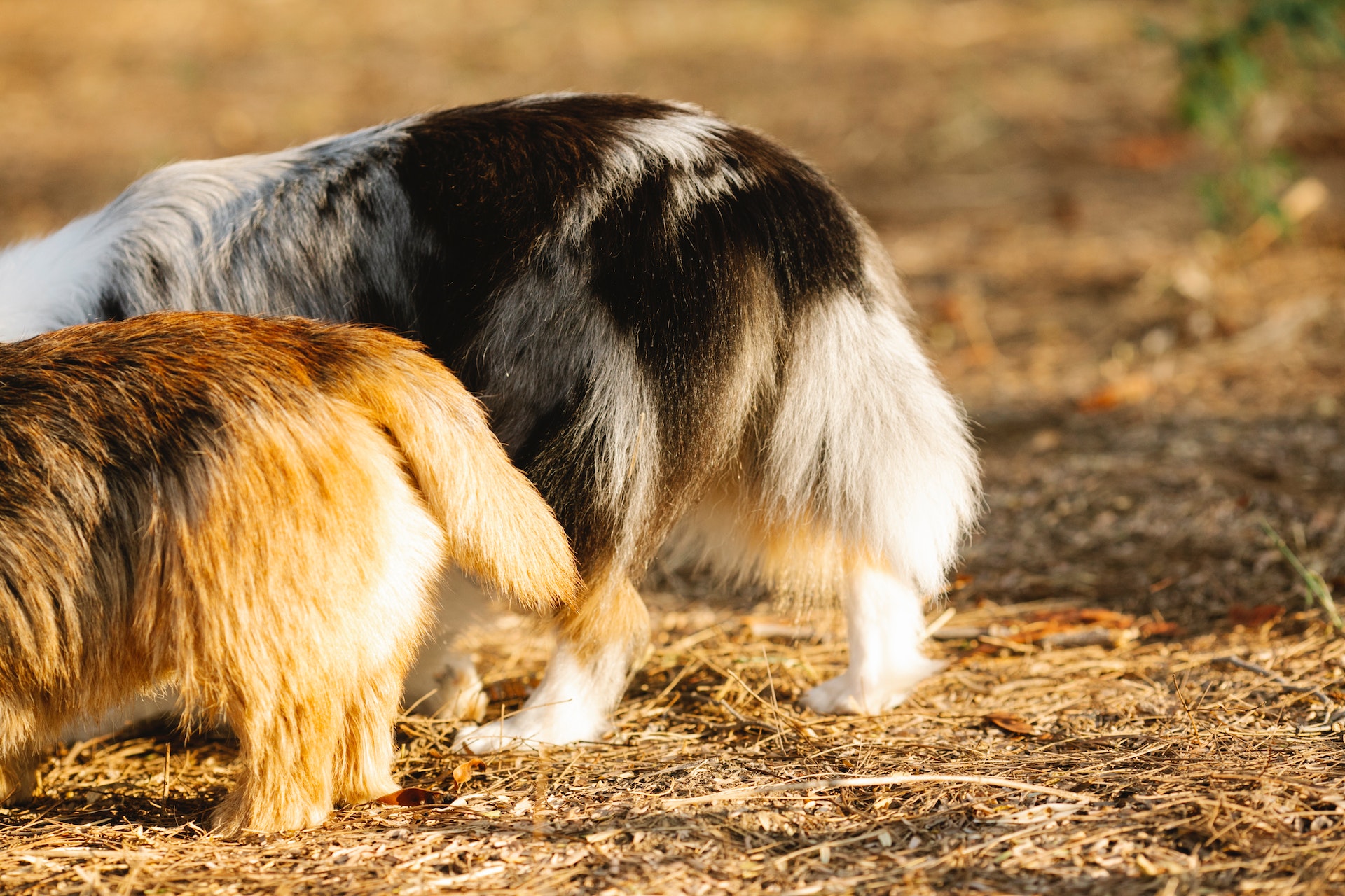 Perchè il cane mangia le feci