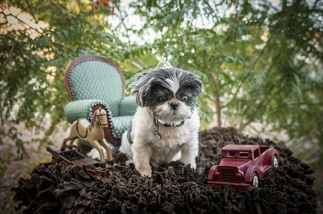 La minzione emotiva del cane