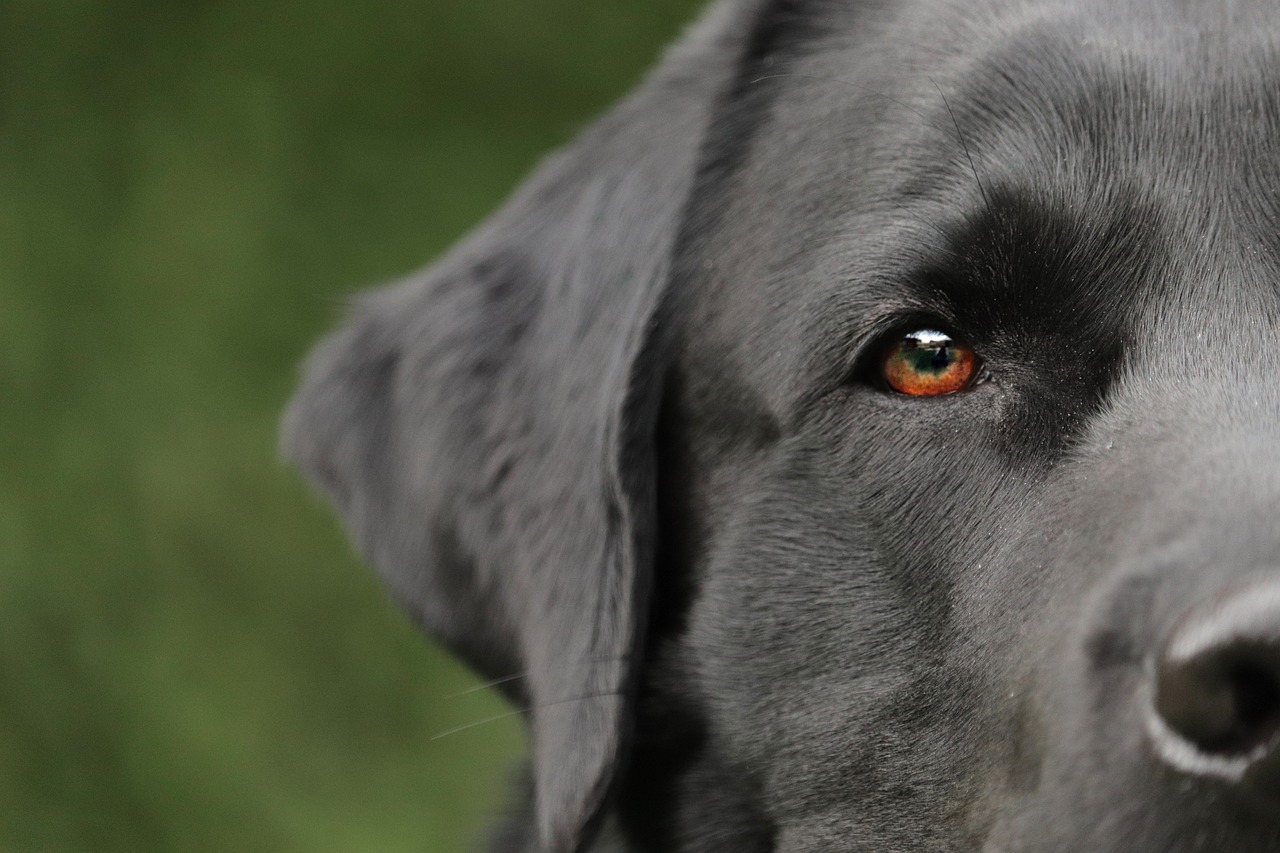 Attività da cane