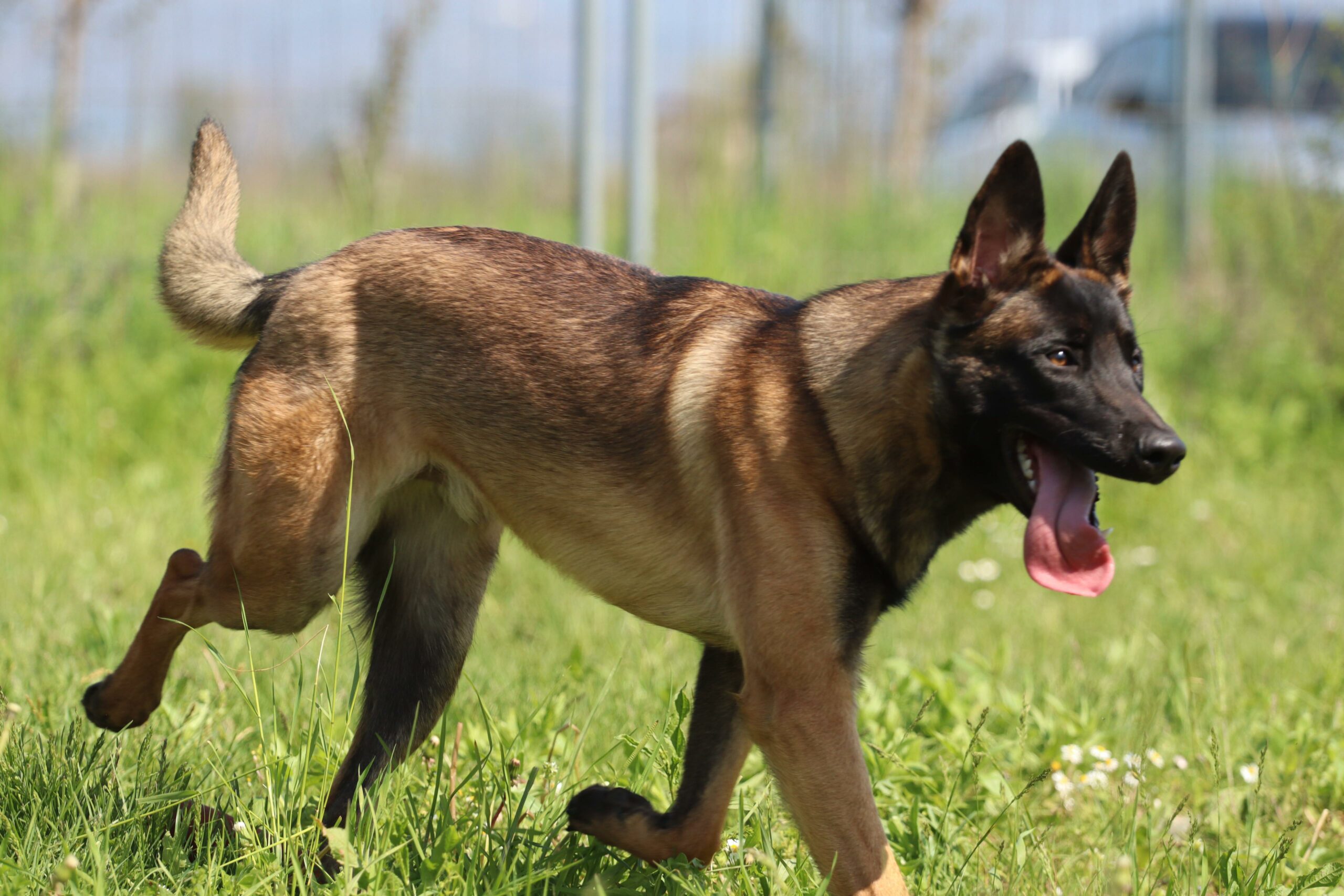 Pastore Belga Malinois