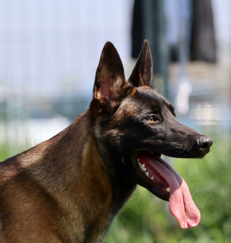 Pastore Belga Malinois - Michele Amico